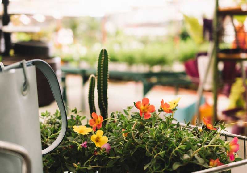 Urban Garden: How to Grow a Perfect Garden on Your Windowsill