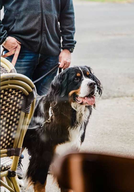 The Neighbourhood Café as Cultural Institution: How Coffee Houses Shape Australian City Life