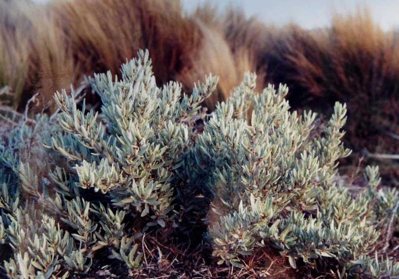 Climate Cuisine: How Australian Chefs Are Cooking for a Hotter, Drier Future