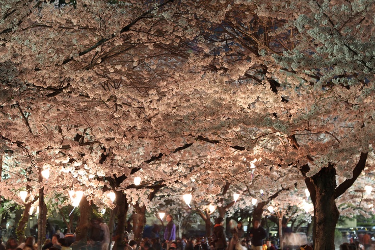 Sakura Festival 2015 2