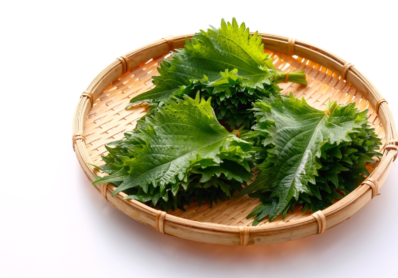 The Wild Side to Japanese Vegetables