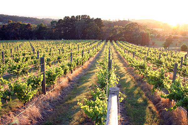 Daylesford: Harvest Week Festival 2