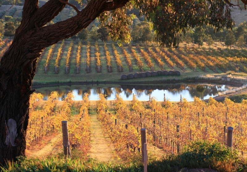 Sip and Savor: Dining with a View Across Scenic Vineyards