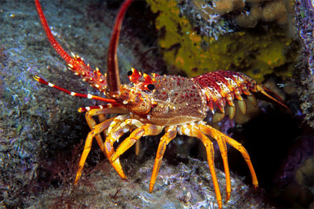 Cray Fishing in Australia 1