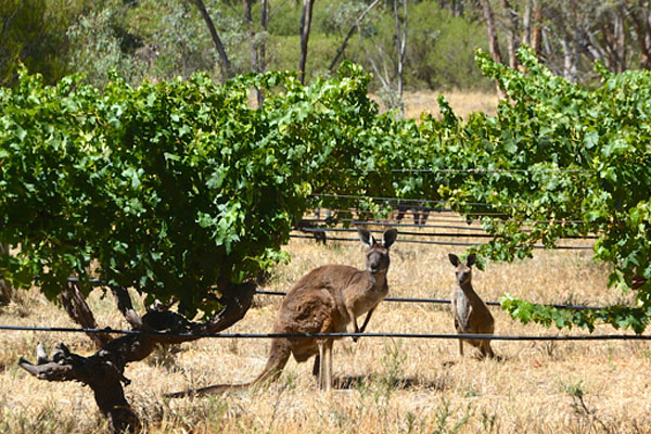 Aussie Fun Facts 1