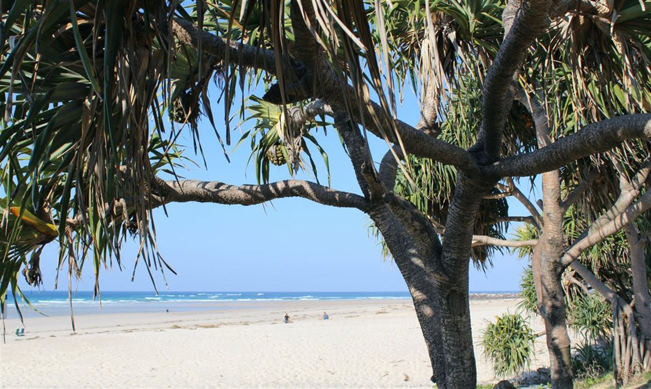 Kingscliff Surf Club Cudgen Headland SLSC, Kingscliff Menus, Phone