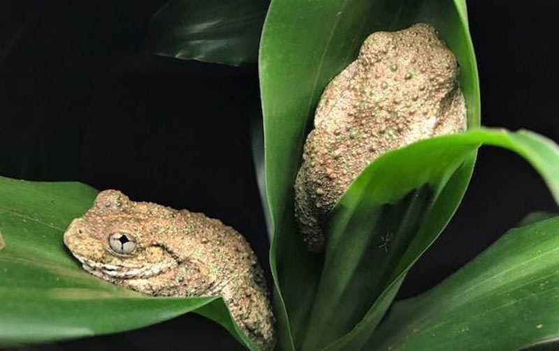 Glow Worm Caves, Mt Tamborine Reviews, Phone, Bookings AGFG