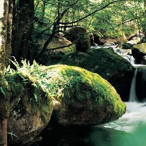 Dandenong Ranges National Park