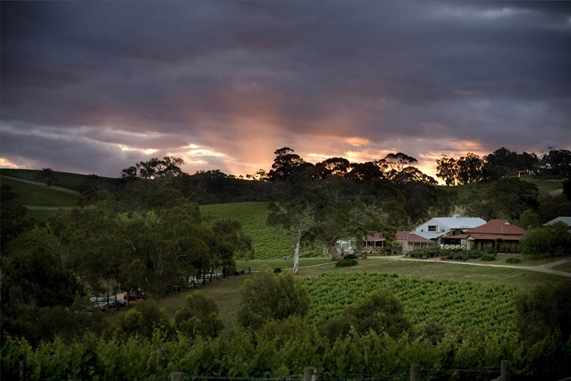 Longview Vineyard Macclesfield Reviews, Phone