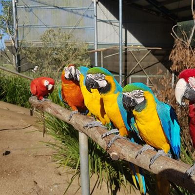 Maleny Botanic Gardens & Bird World