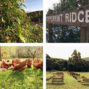 Peppermint Ridge Farm