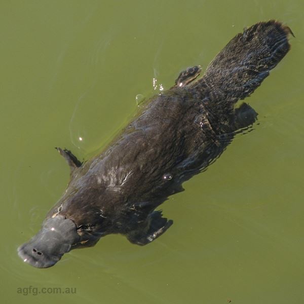 The Australian Platypus Park, Malanda Attractions & Tours QLD Australia