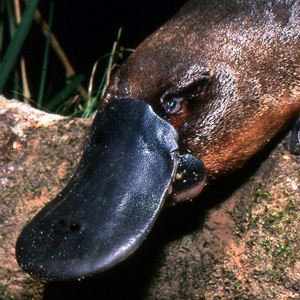 The Australian Platypus Park