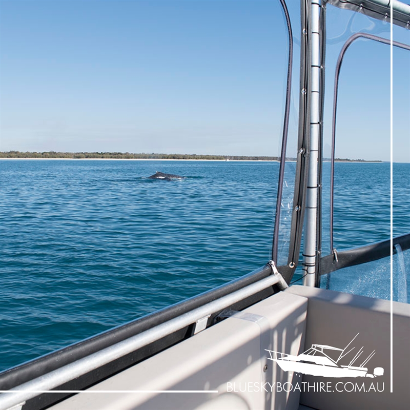 Blue Sky Boat Hire, Hervey Bay Reviews, Phone, Bookings AGFG