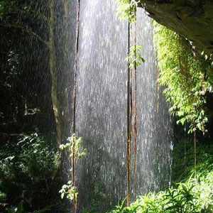 Dorrigo Rainforest Centre