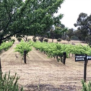 Sussex Squire Wines, Sevenhill Winery - Reviews, Phone, Bookings | AGFG