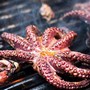 BBQ Octopus