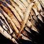 Fried Garfish