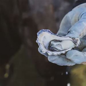 Wheelers Oyster Farm Tour