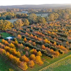 12pm winter truffle hunt and Degustation Lunch