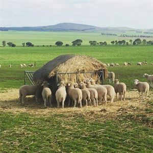 Festival of the Lamb