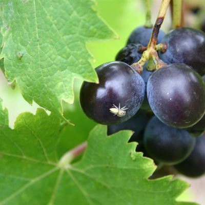 Tamburlaine Organic Wines - Hunter Valley