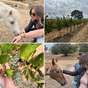 The Horse & Vine Experience 