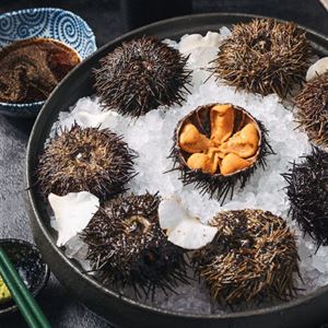 One and only sea urchin dining experience