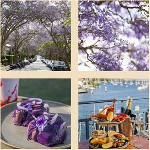Purple Festival at Foys Kirribilli