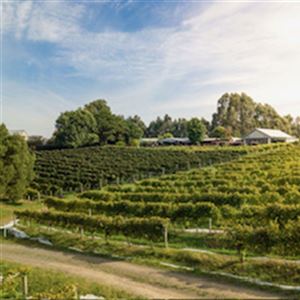 Picnic Among The Vines