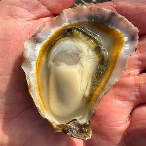 The Best Oysters on offer in Port Douglas