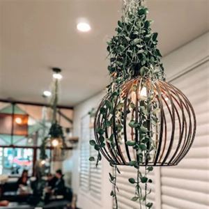 Celebrate at Dispensary 1908