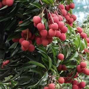 Fresh Lychee's