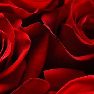 Valentine's Week | FEB 10–15