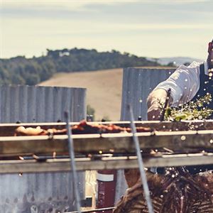 A Western Victorian Campfire Tale