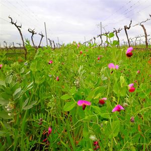Non-Alcoholic Wine Tasting