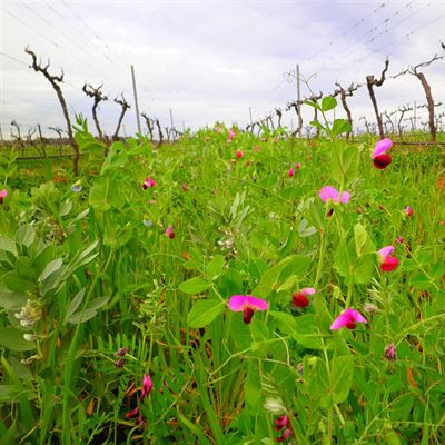 Tamburlaine Organic Wines - Hunter Valley